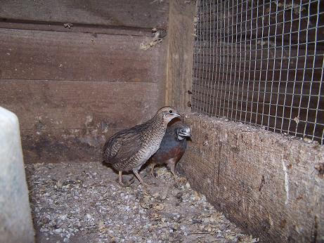 blue breasted quail