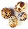 Fresh quail eggs