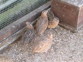 coturnix quail birds