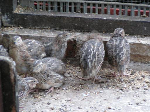 Aviary